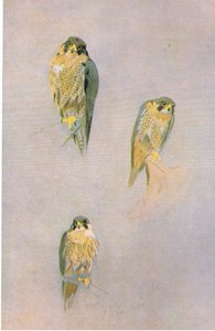 Slechtvalkstudies, uitgegeven door Book Club Associates, 1972 door Archibald Thorburn